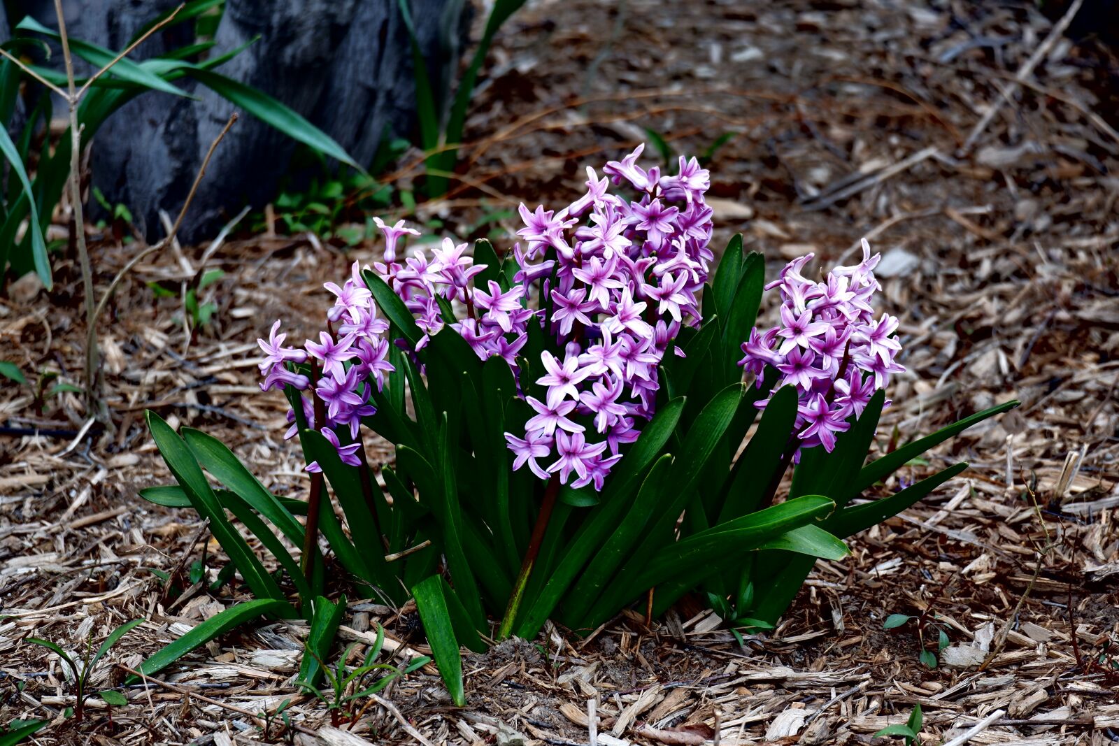 Fujifilm X-A5 sample photo. Spring, flowers, hyacinth photography