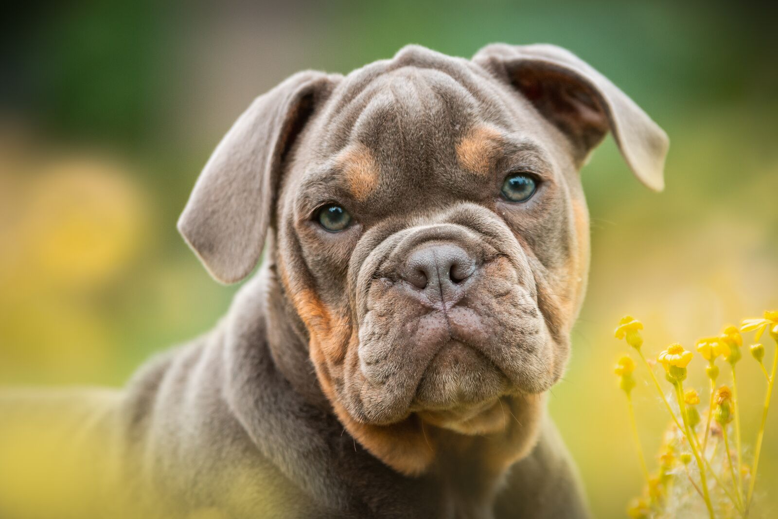 Nikon D7200 sample photo. Puppies, bulldog, portrait photography
