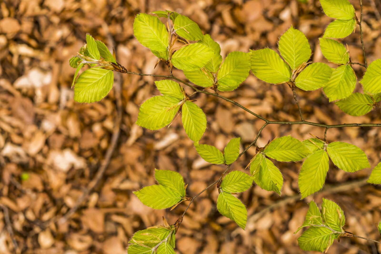 Sony a6300 sample photo. Beech, beech leaves, spring photography