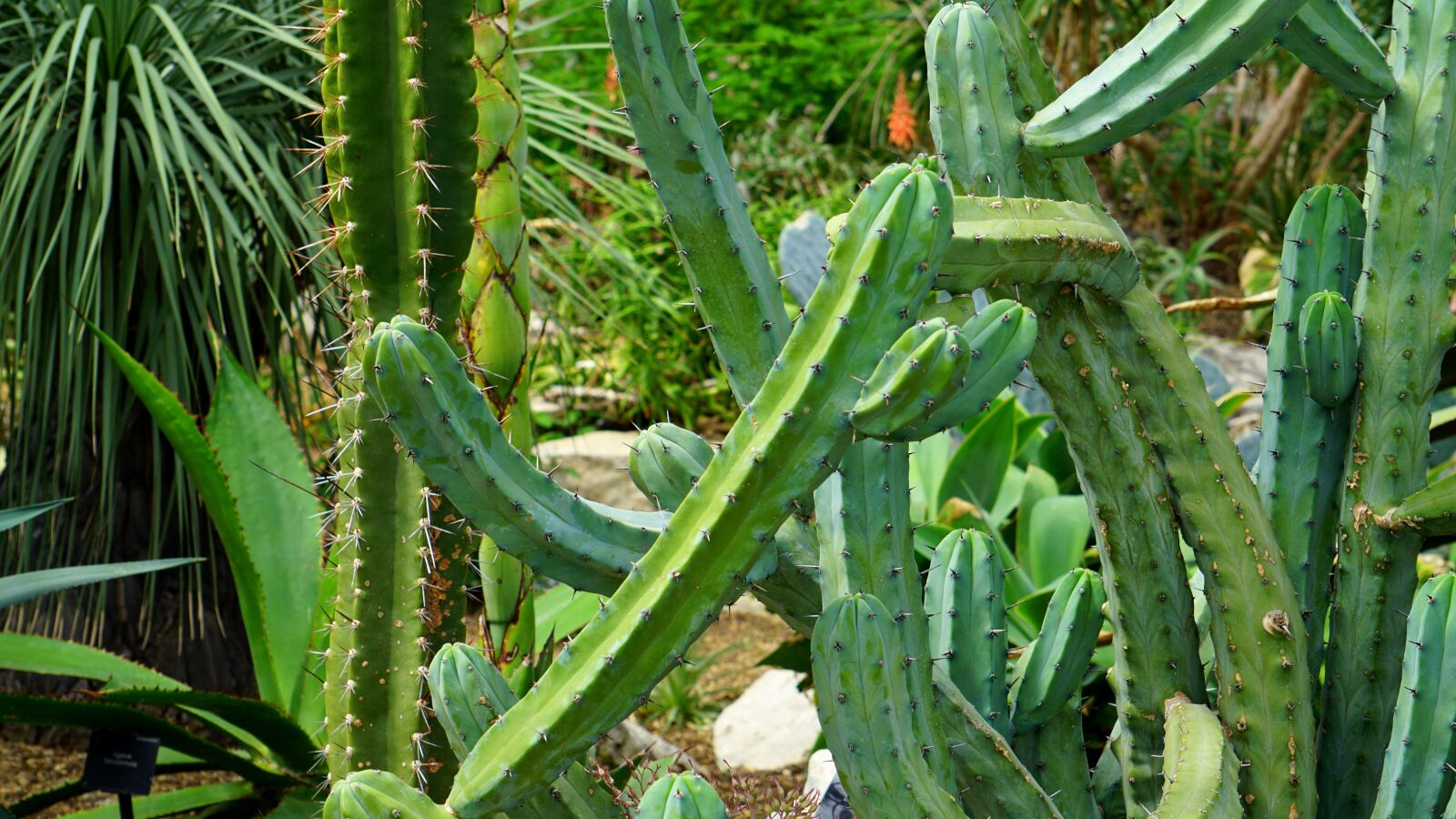 Sony E 55-210mm F4.5-6.3 OSS sample photo. Cactus, green, flower photography