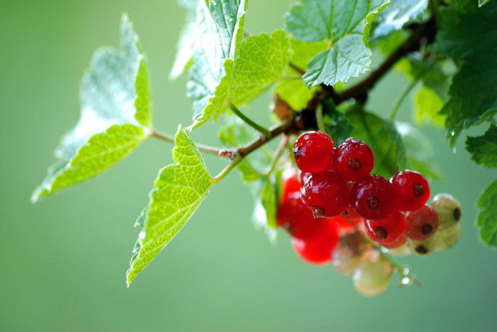 Nikon D80 sample photo. Fruit, leaf, nature photography