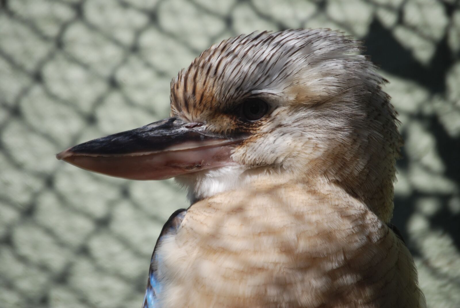 Nikon D80 sample photo. Kookaburra, australian, native photography