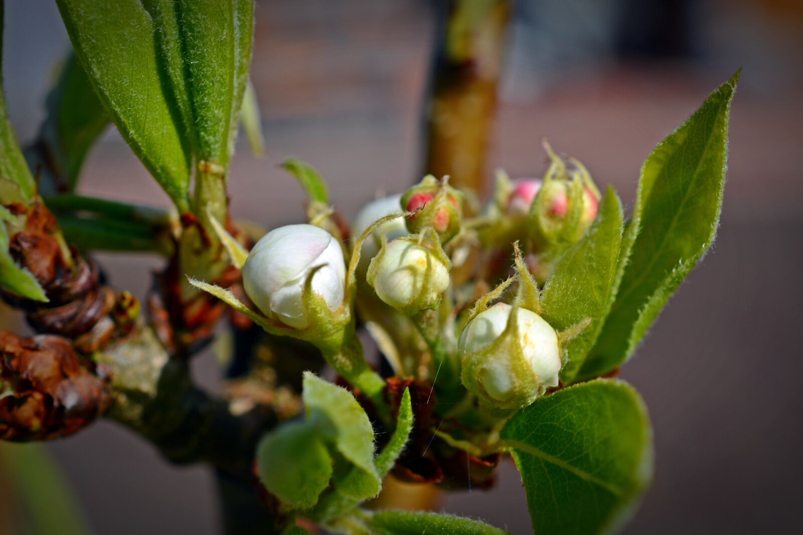 Nikon D5200 sample photo. Pear, blossom, bloom photography