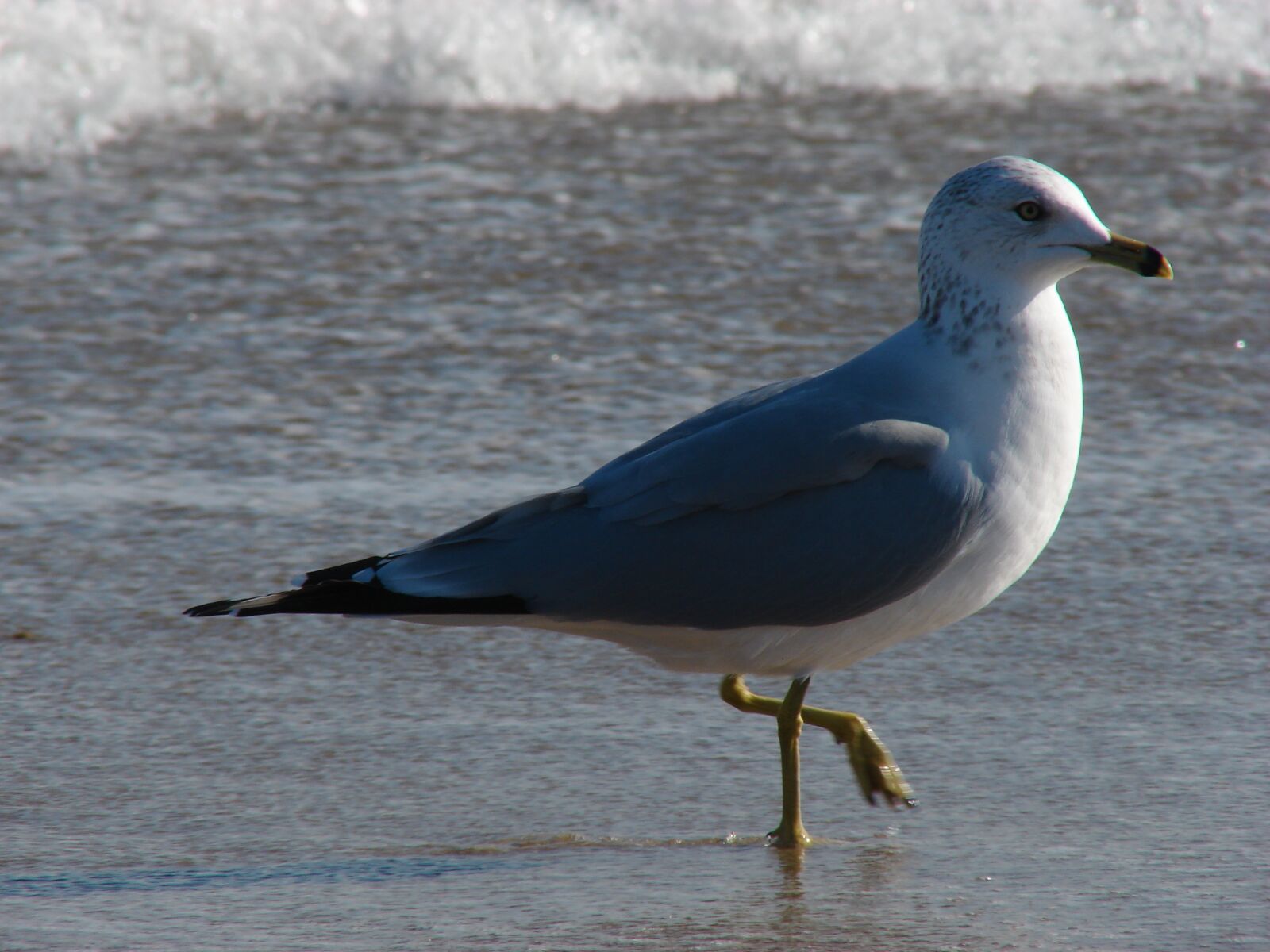 Sony DSC-H2 sample photo. Gull, seagull, ocean photography