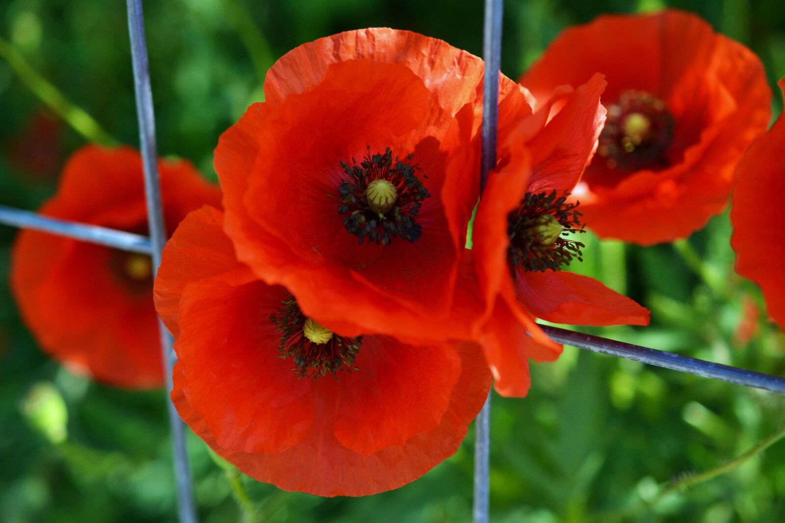 Nikon D3100 sample photo. Klatschmohn, poppy, klatschrose photography