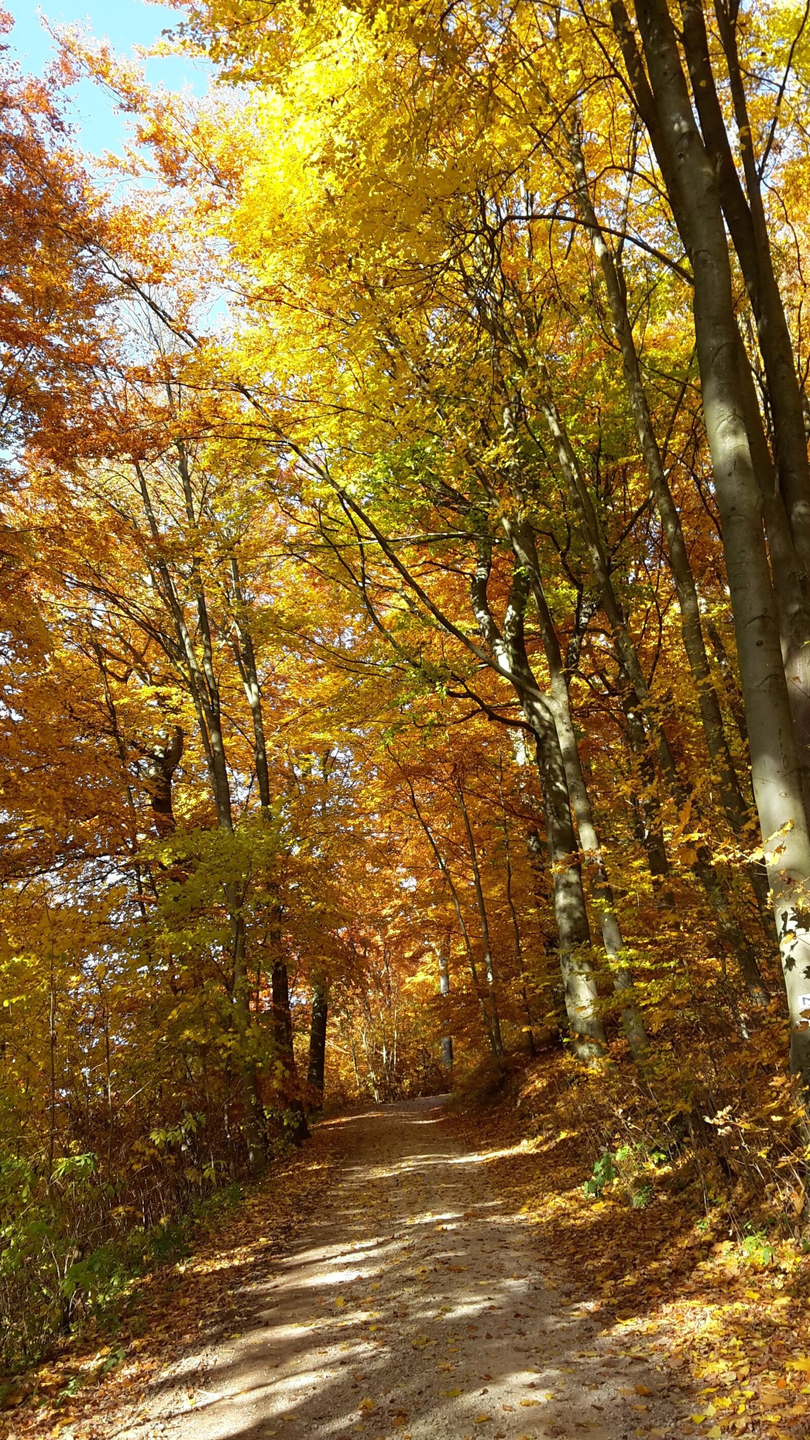 Samsung Galaxy S5 Mini sample photo. Autumn, forest, golden autumn photography
