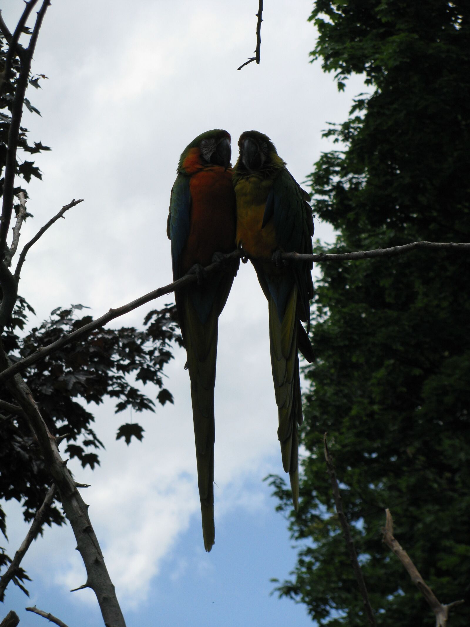 Canon POWERSHOT SX100 IS sample photo. Love, lovebirds, cute photography