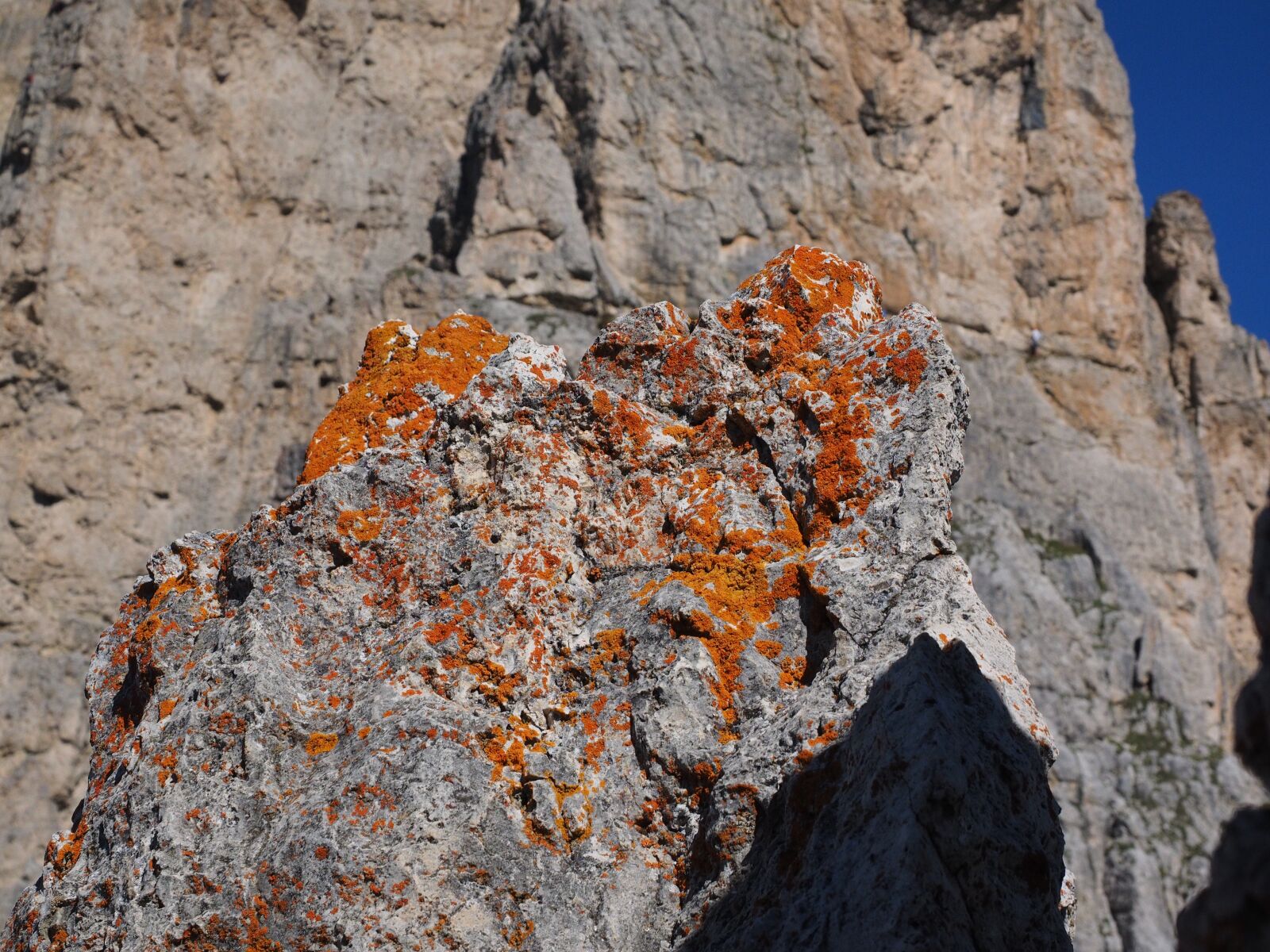 Olympus OM-D E-M1 + Olympus M.Zuiko Digital ED 12-40mm F2.8 Pro sample photo. Lichen, orange, fouling photography