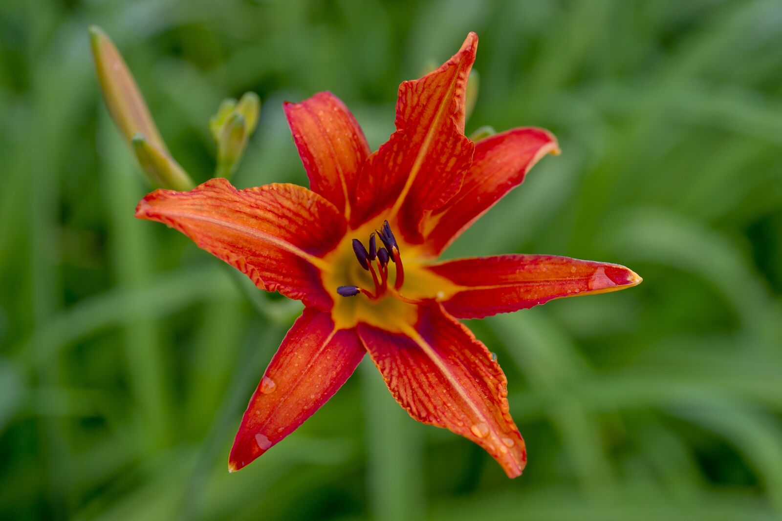 Sony Alpha DSLR-A850 sample photo. Lily, red flower, after photography