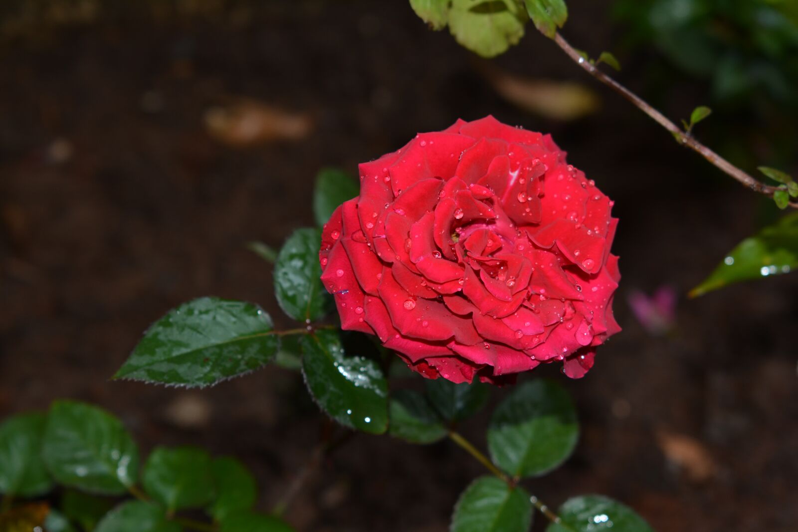 Nikon D5200 sample photo. Rose, flower, red photography