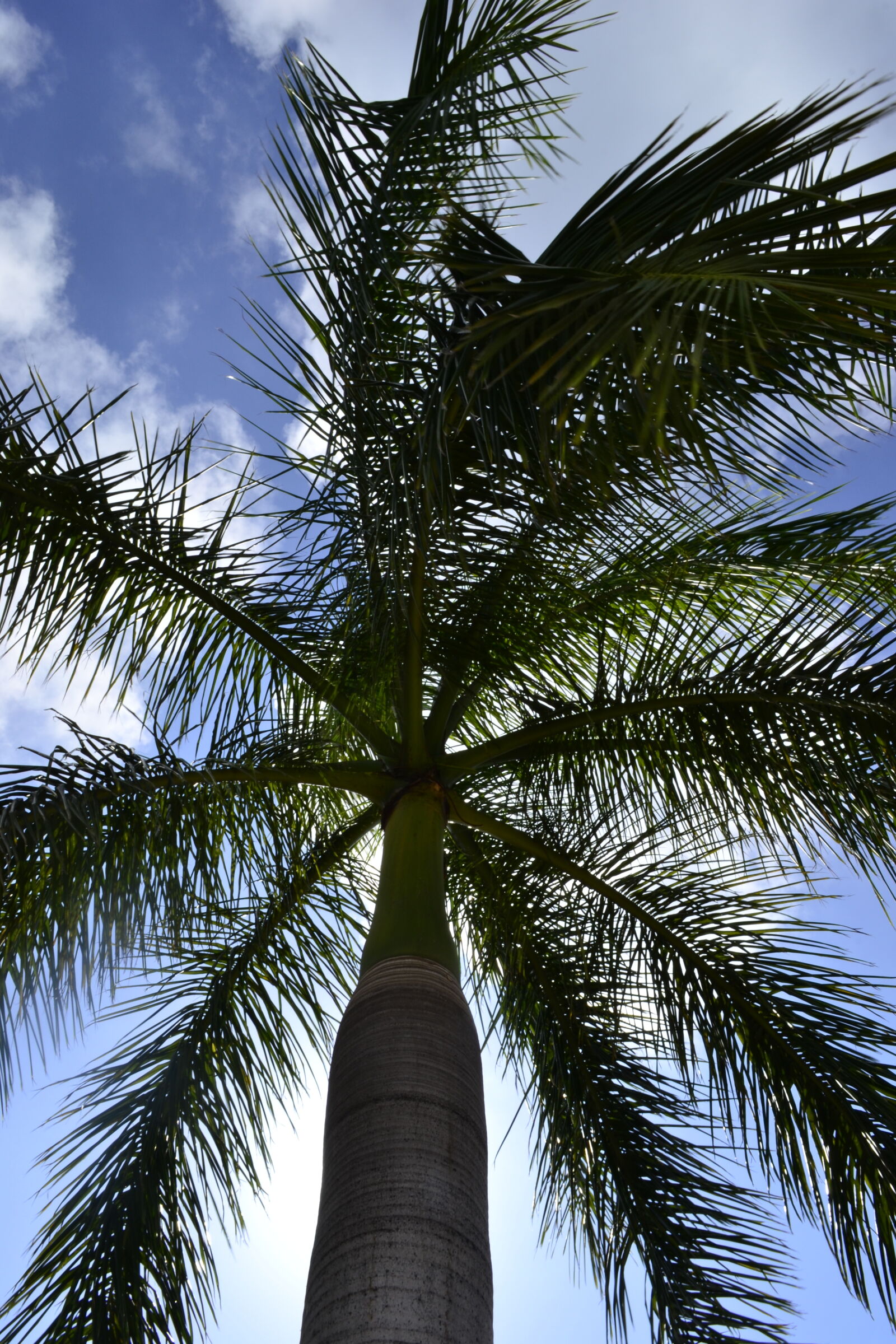Nikon D3100 sample photo. Palm, tree photography