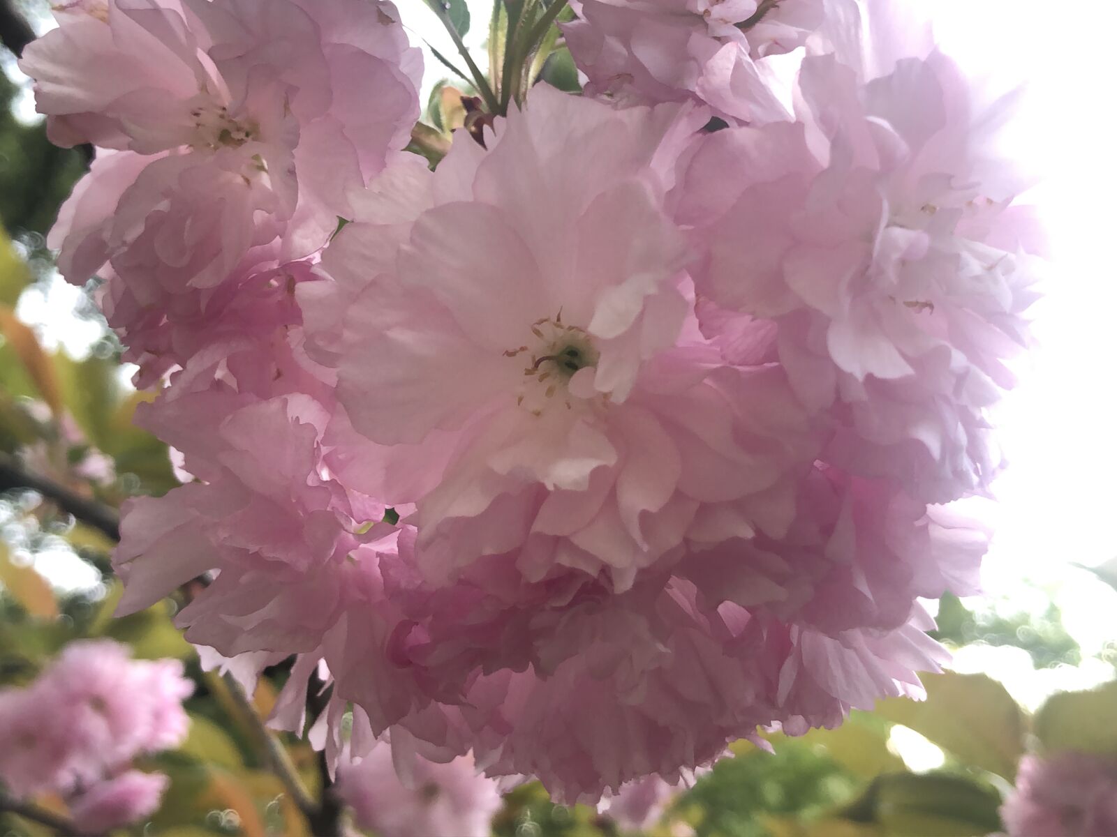 Apple iPhone 8 sample photo. Cherry blossom, hangzhou, pink photography