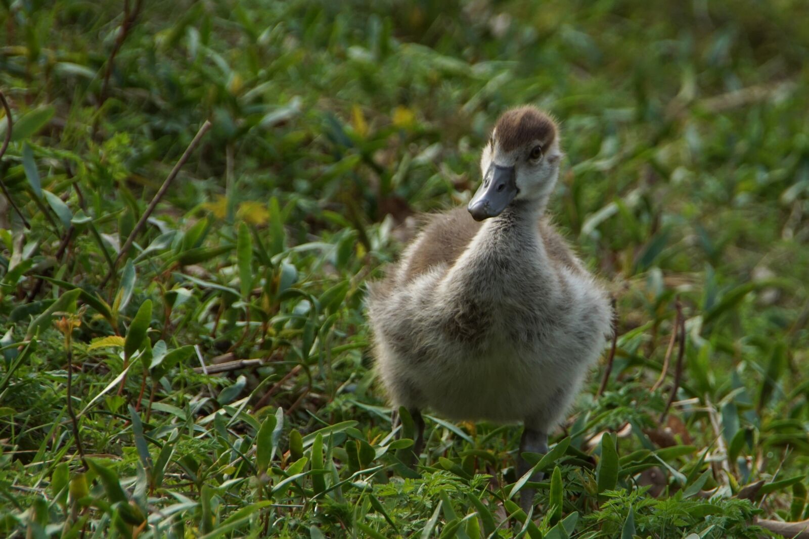Sony SLT-A68 sample photo. Nilgans, gosling, animals photography