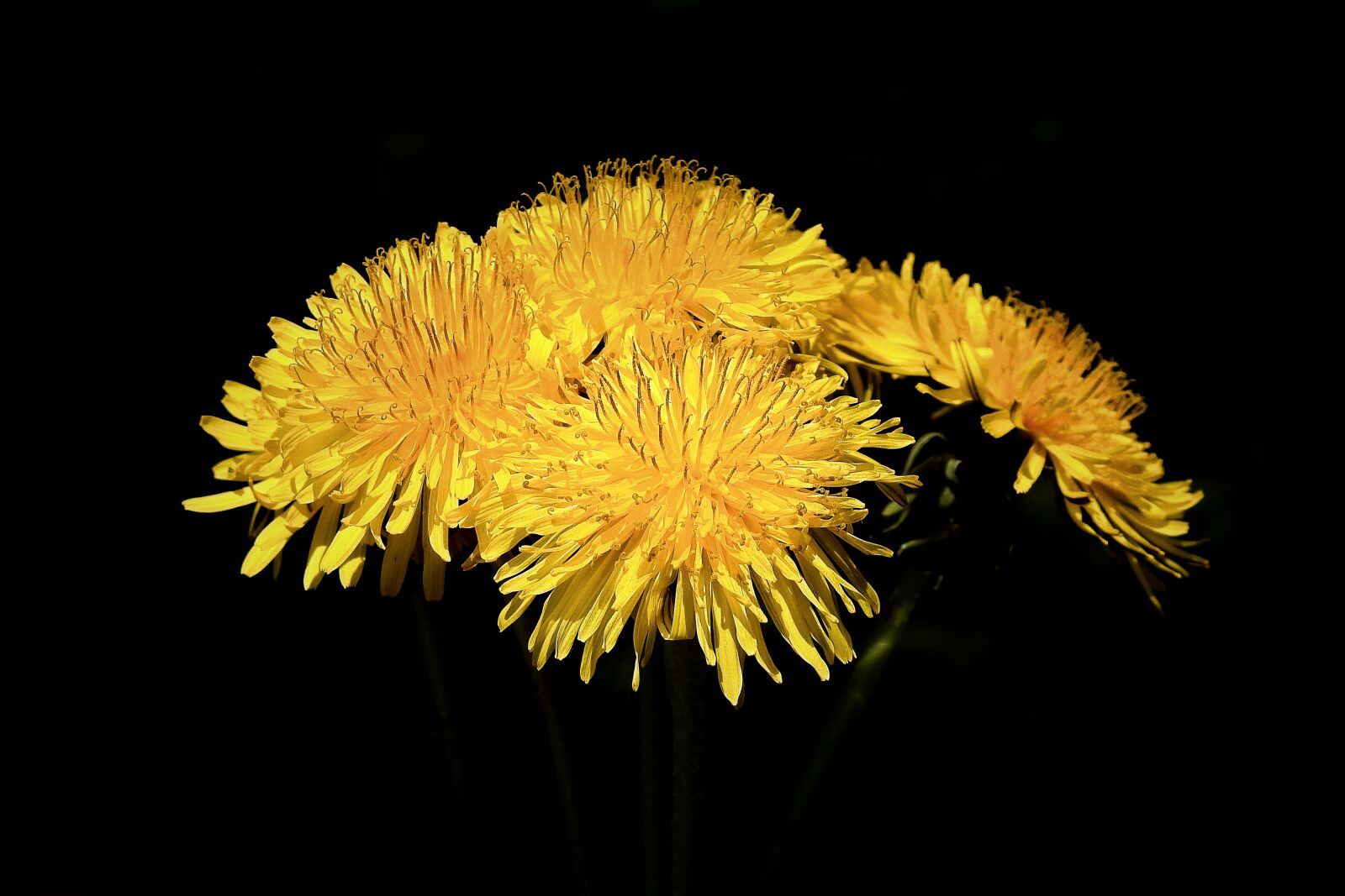 Nikon Coolpix P900 sample photo. Dandelion, flower, figure photography