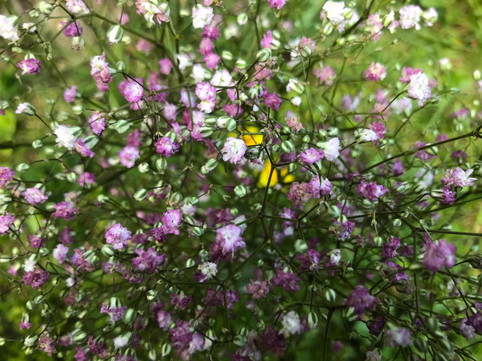 iPhone 7 back camera 3.99mm f/1.8 sample photo. Panicles-gypsophila, gypsophila, caryophyllaceae photography