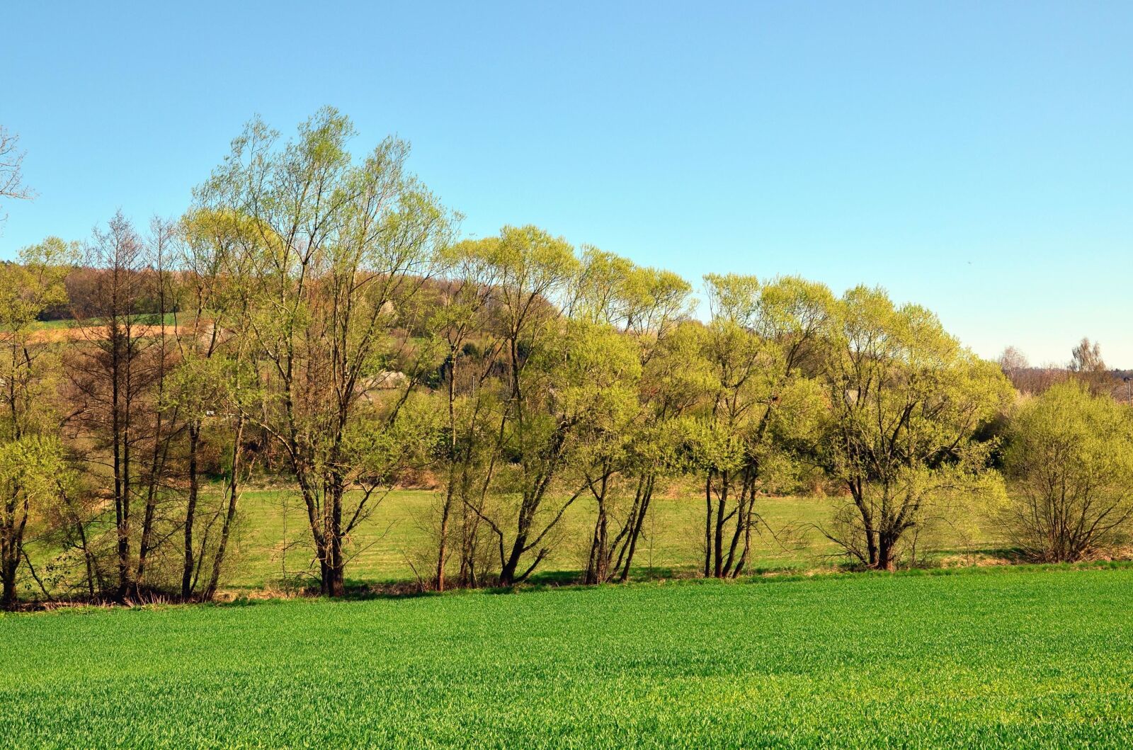 Nikon D5100 sample photo. Wood, grass, sun, mountain photography