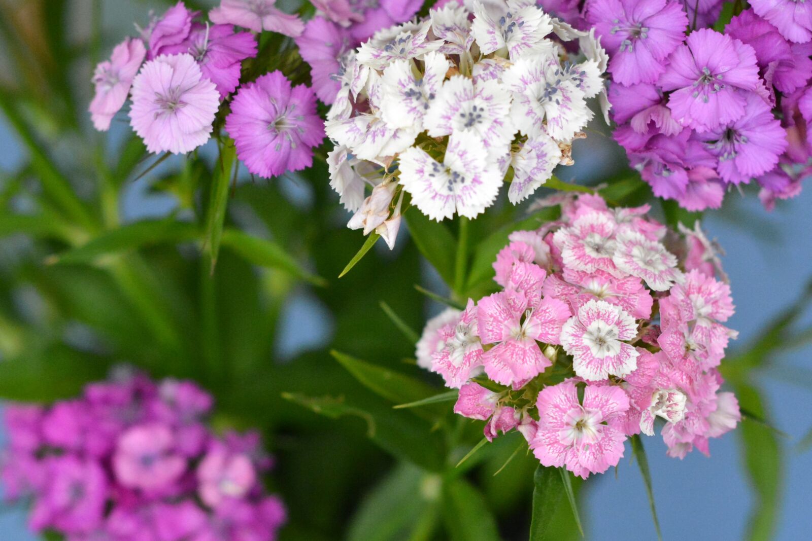 Nikon D5200 sample photo. Cloves, carnation stone, flowers photography