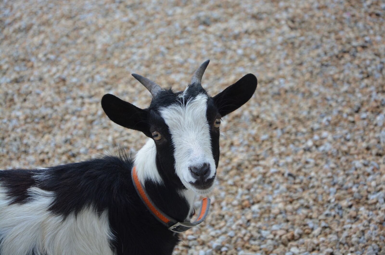 Nikon D5200 sample photo. Dwarf goat, color black photography