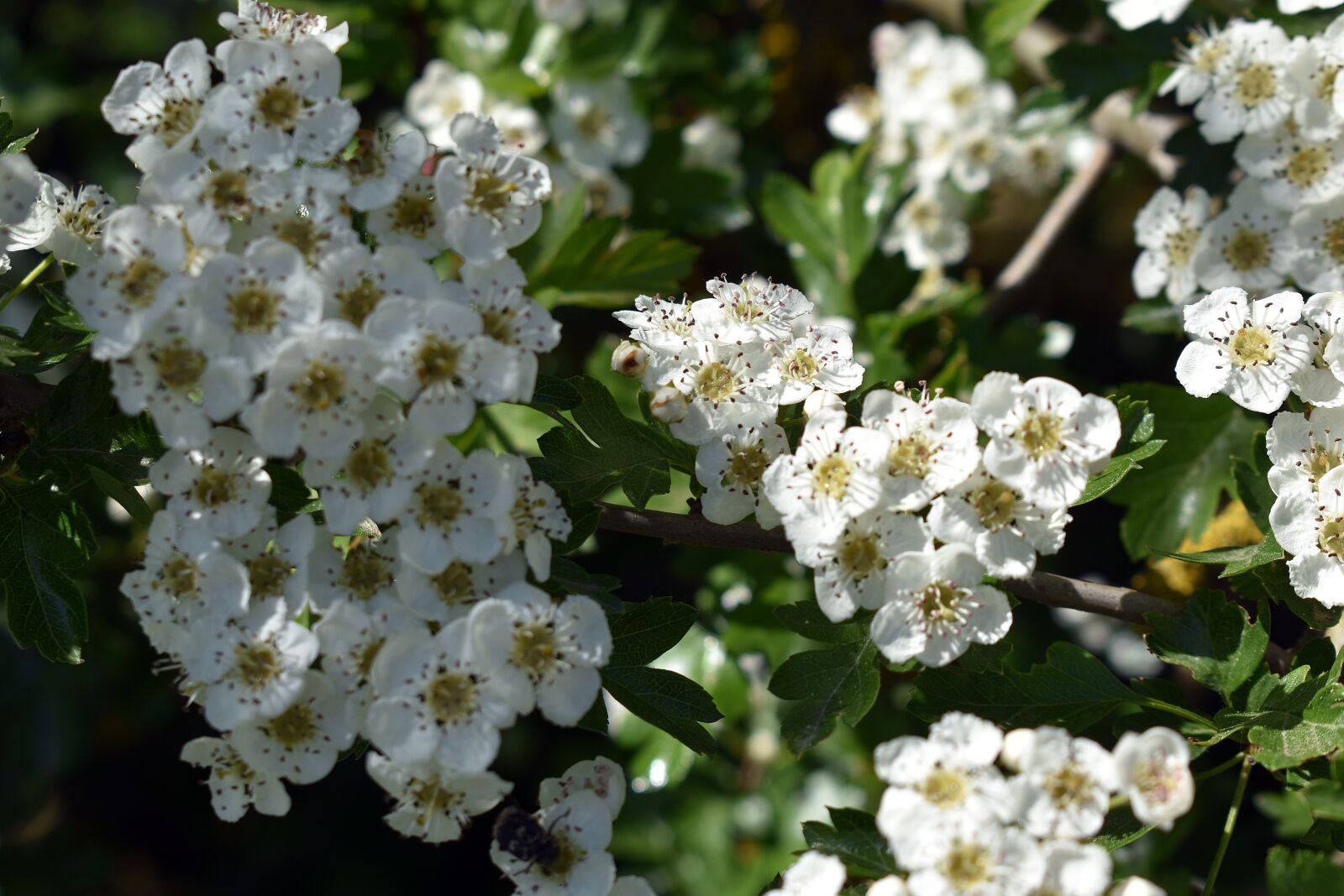 Nikon D3400 sample photo. Flower, flowers, spring photography