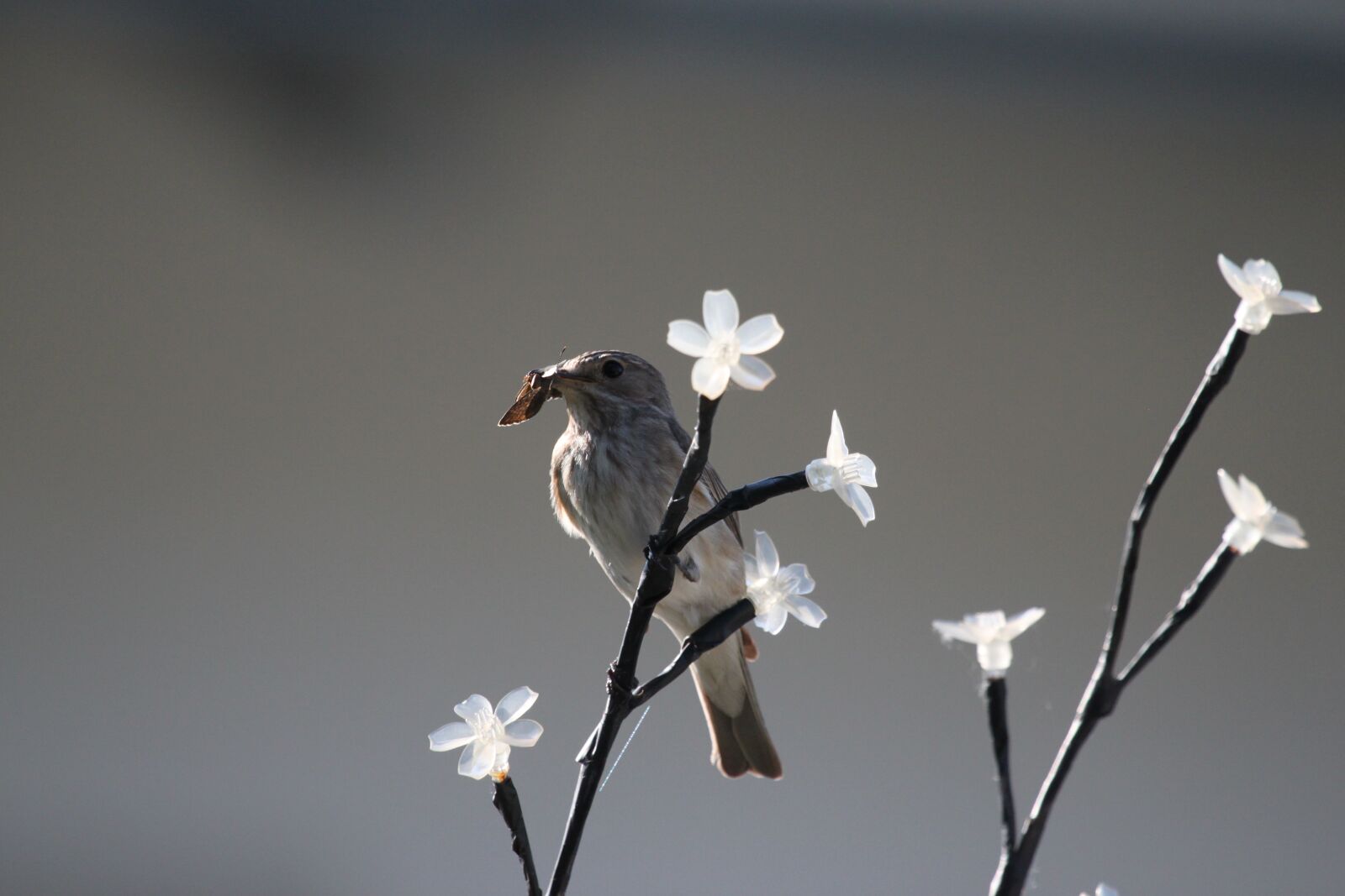 Canon EOS 500D (EOS Rebel T1i / EOS Kiss X3) sample photo. Heckenbraunele, bird, songbird photography