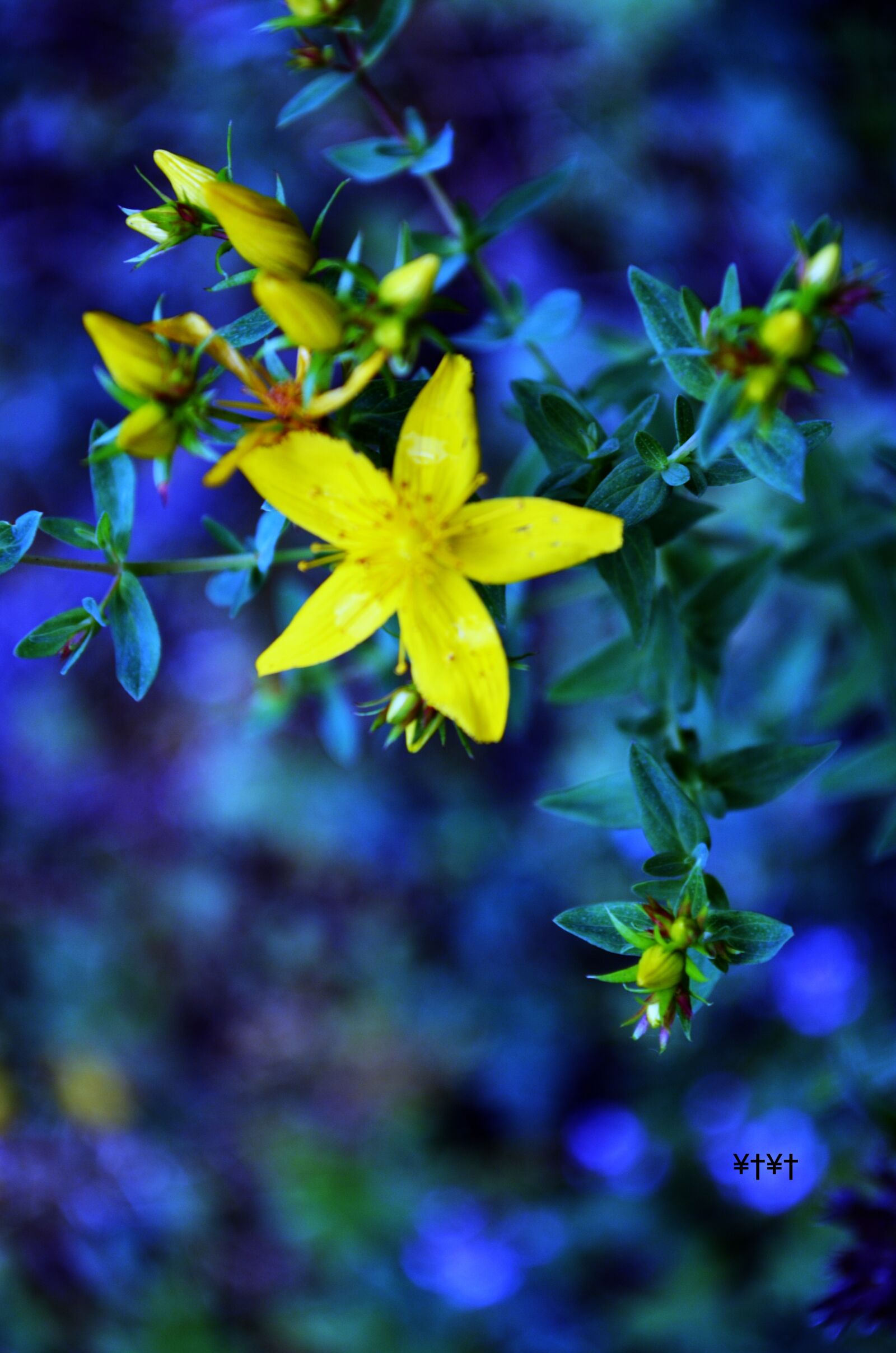 Nikon D5100 sample photo