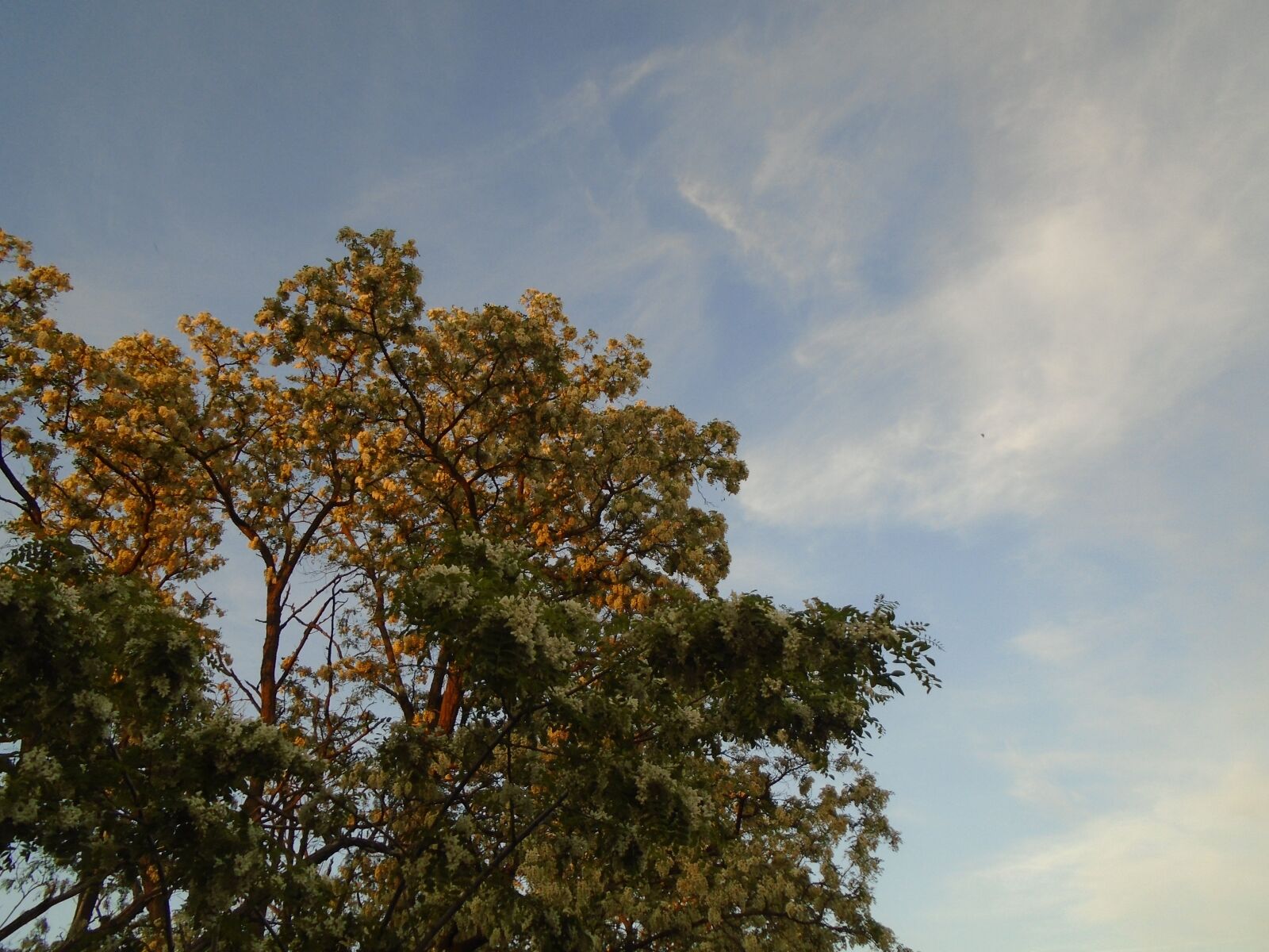 Sony Cyber-shot DSC-W800 sample photo. Tree, sky, evening photography