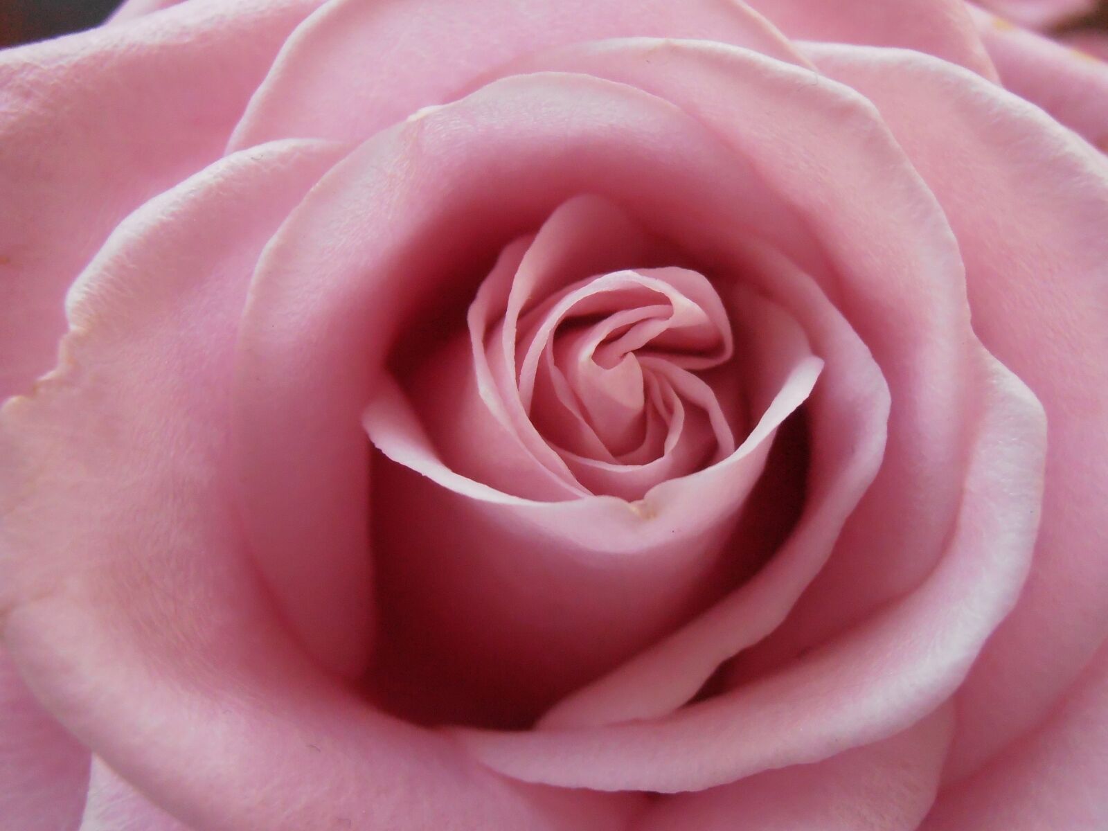 Olympus VR325,VR320,D725 sample photo. Rose, love, pink photography