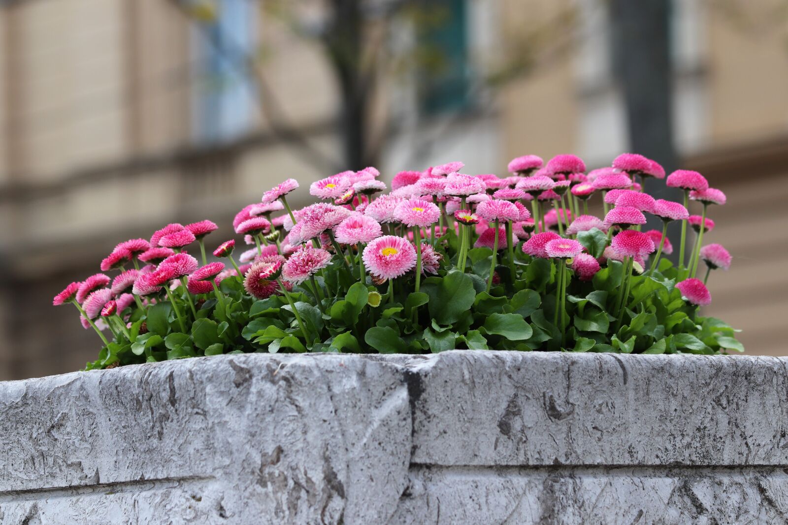 Canon EOS 200D (EOS Rebel SL2 / EOS Kiss X9) sample photo. Spring flowers, daisy, bellis photography