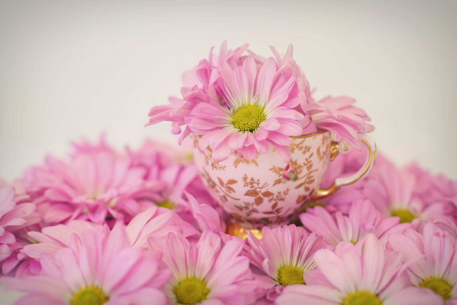 Canon EF 50mm F1.4 USM sample photo. Pink daisies, flowers, spring photography