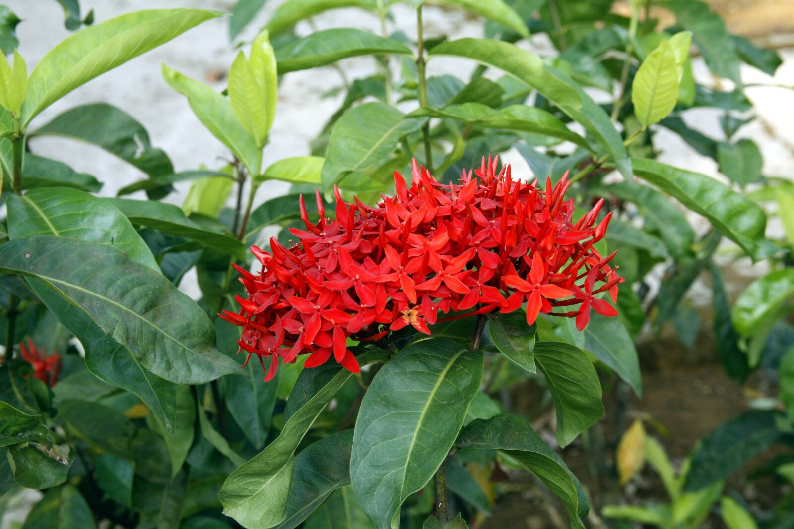 Canon EOS 50D sample photo. Red flowers, flower garden photography