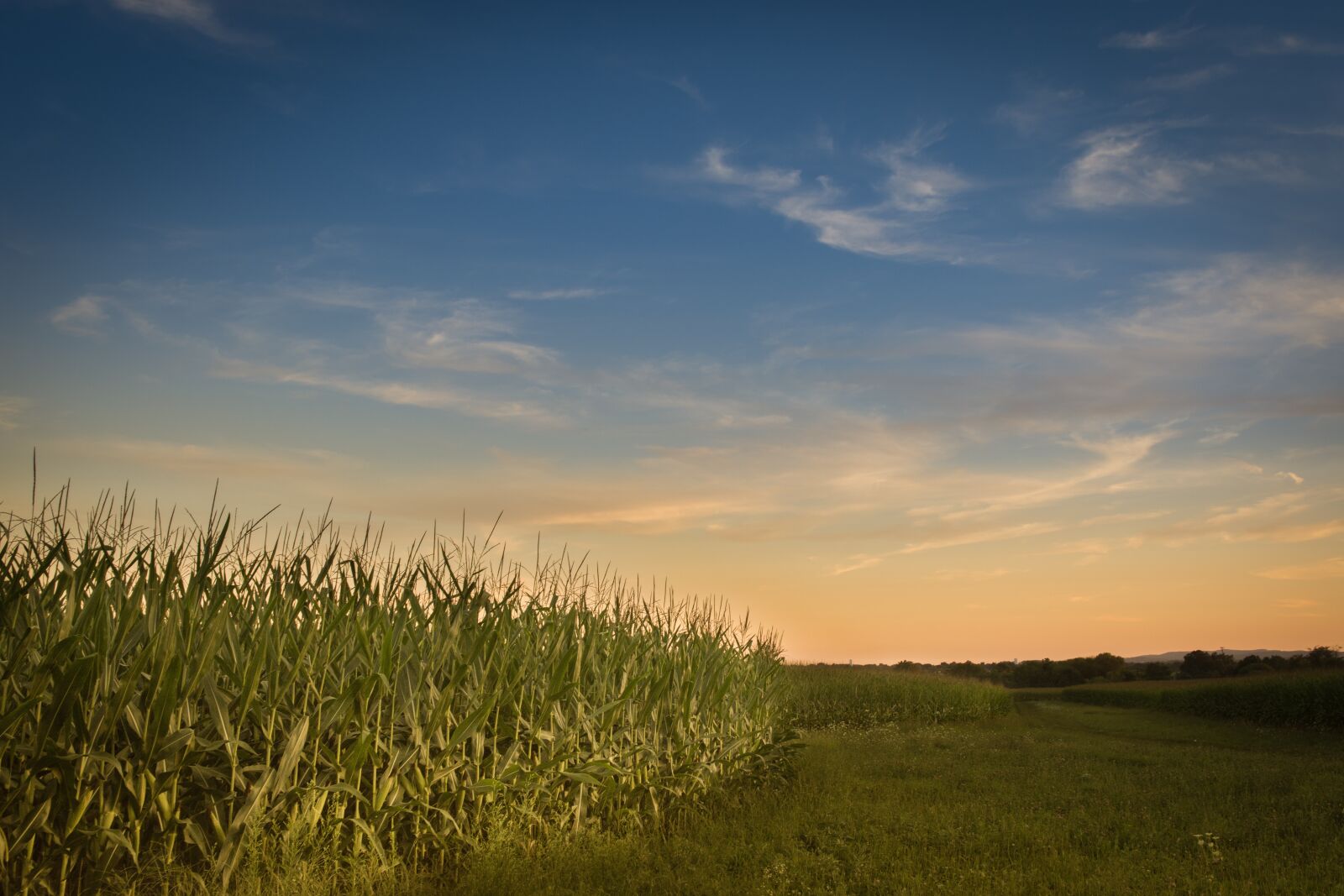 Nikon D7200 sample photo. Farm, sunset, corn photography