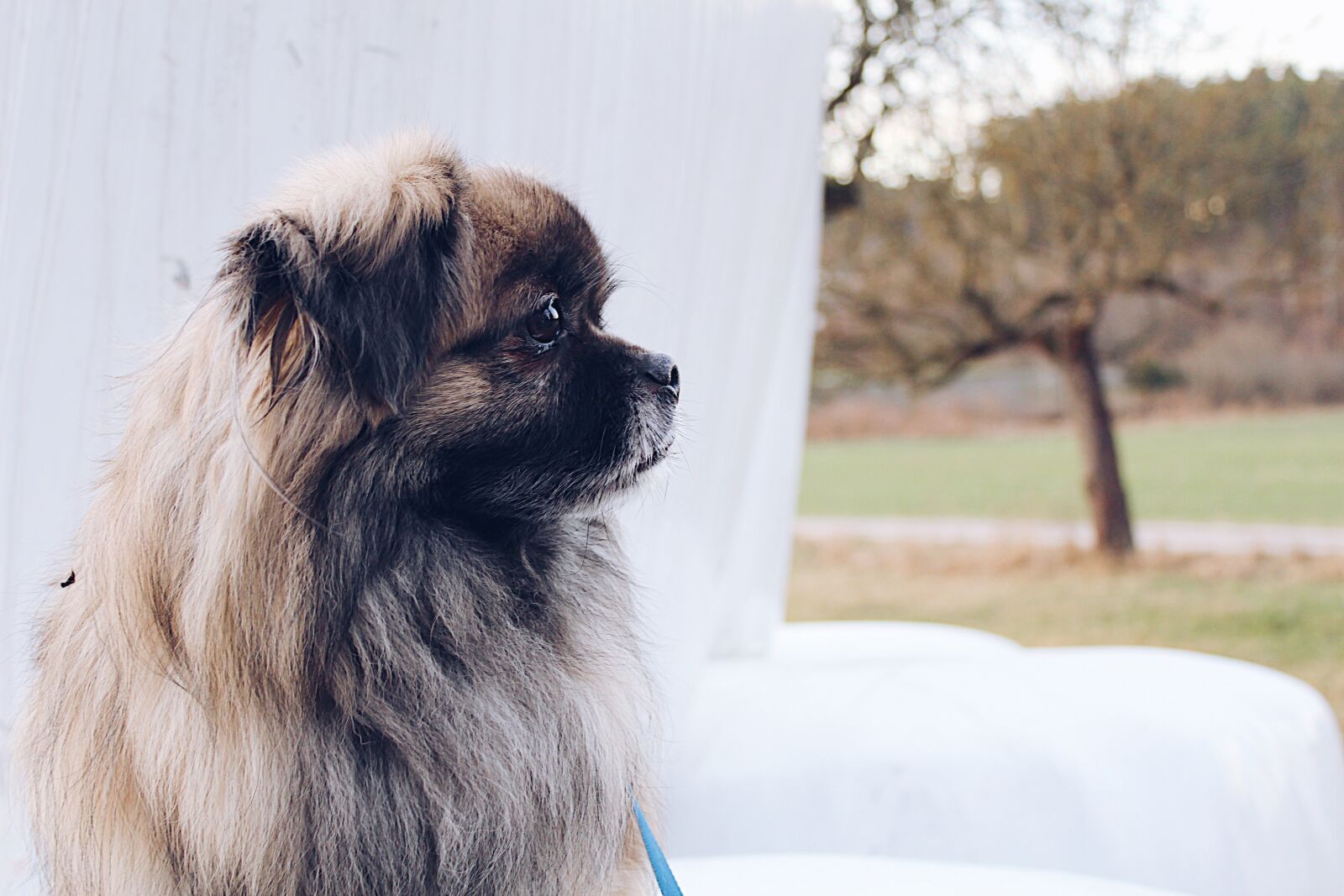 Canon EOS 100D (EOS Rebel SL1 / EOS Kiss X7) sample photo. Tank, pekingese photography