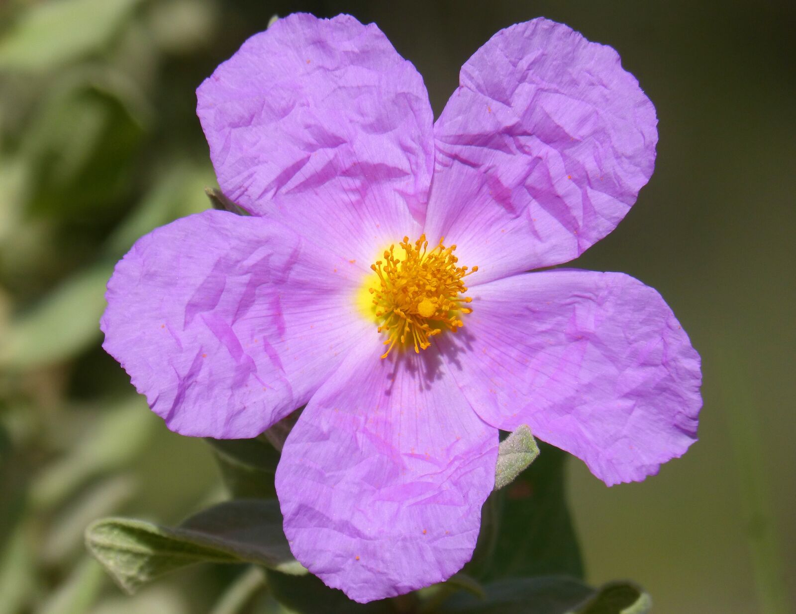 Panasonic DMC-FZ62 sample photo. Flower, jara, steppe photography
