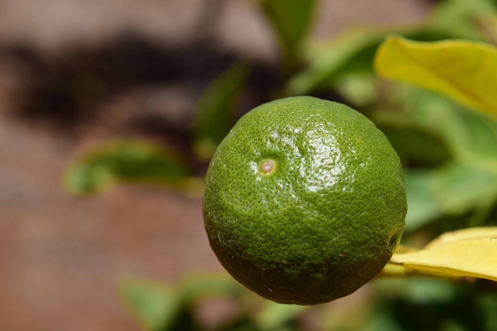 Nikon D3300 sample photo. Leaf, nature, fruit, food photography