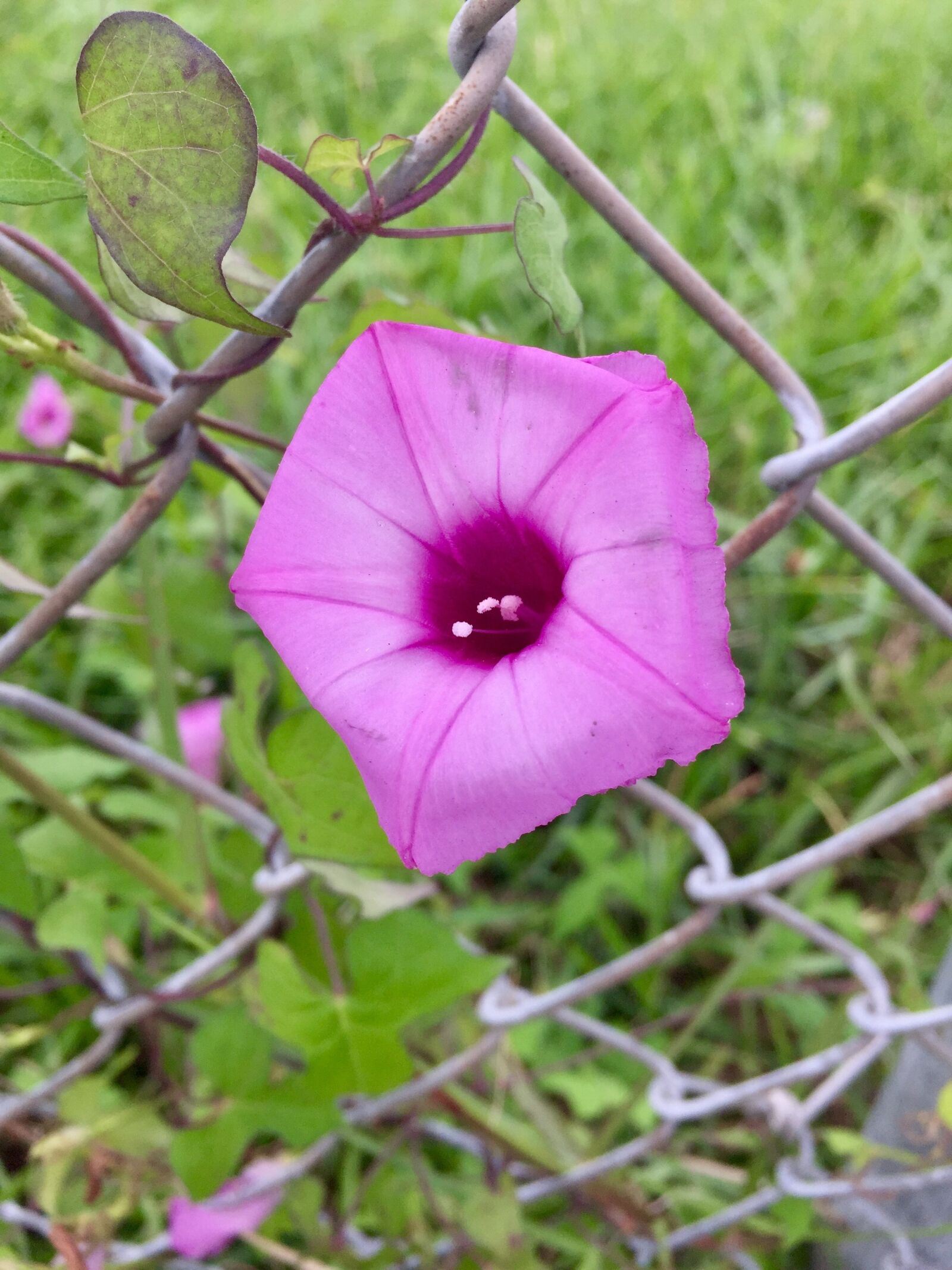 iPhone 6 Plus back camera 4.15mm f/2.2 sample photo. Flower, green, nature photography
