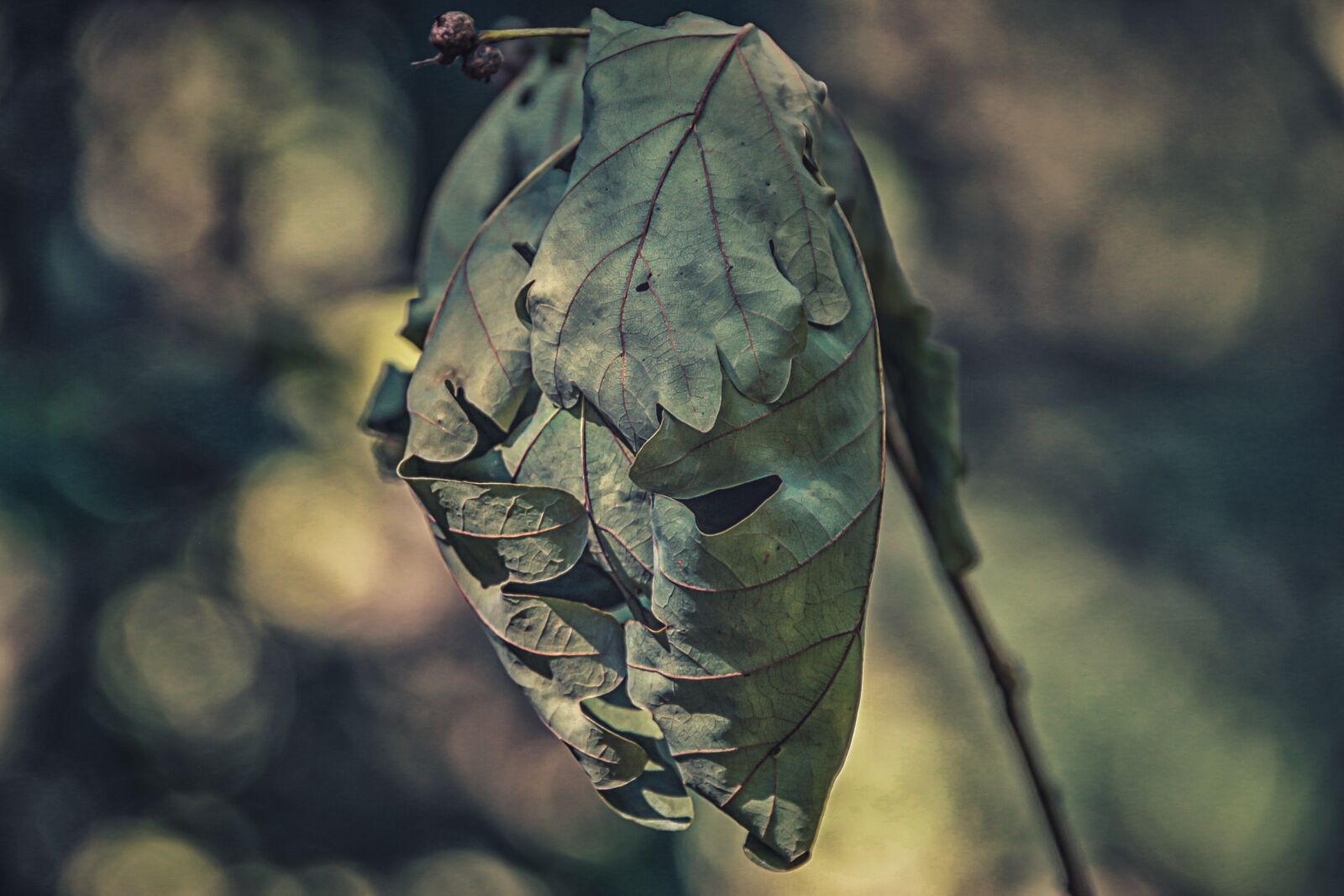 Canon EOS 650D (EOS Rebel T4i / EOS Kiss X6i) sample photo. Oak, oak leaves, forest photography