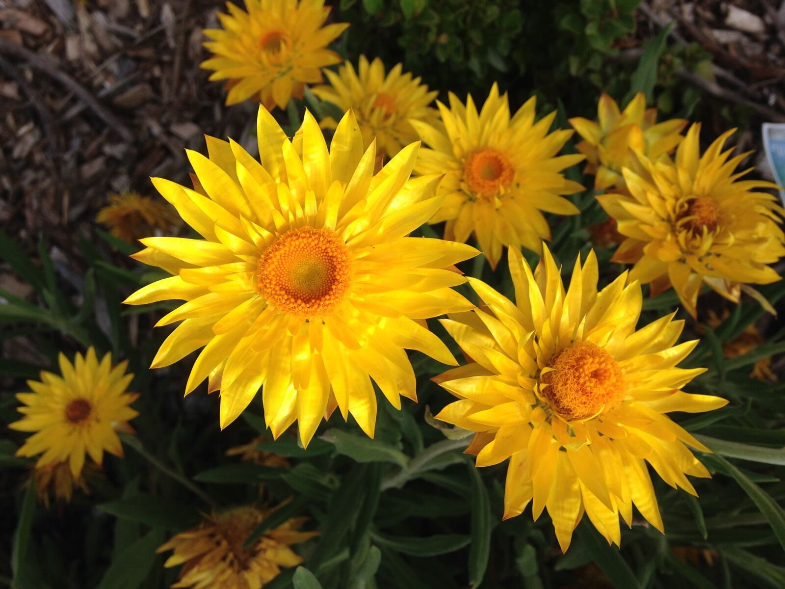 iPhone 5c back camera 4.12mm f/2.4 sample photo. Bright, colourful, flower, garden photography