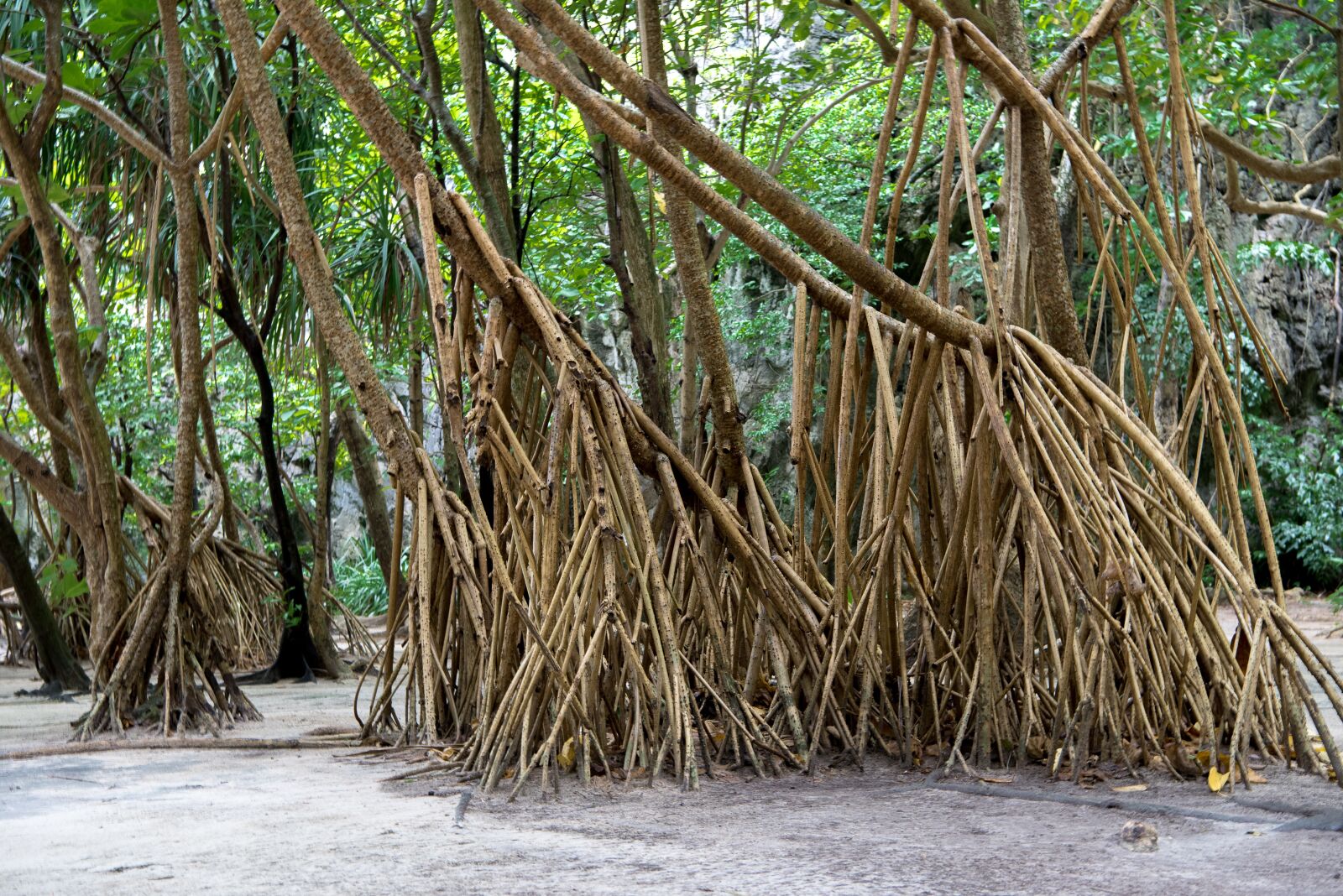 Nikon D750 sample photo. Phi phi islands, phi photography
