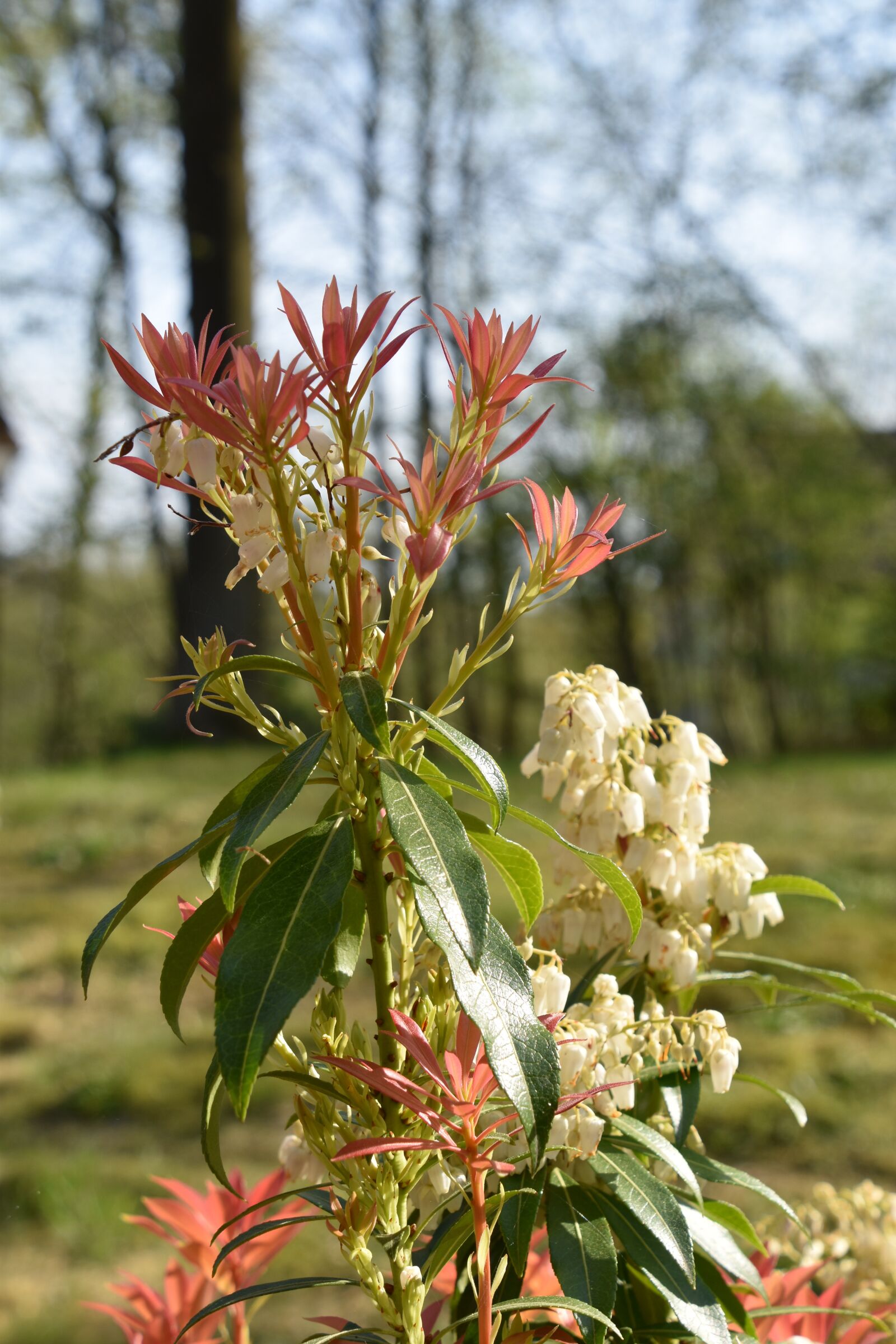 Nikon D5600 sample photo. Nature, flower, plant photography
