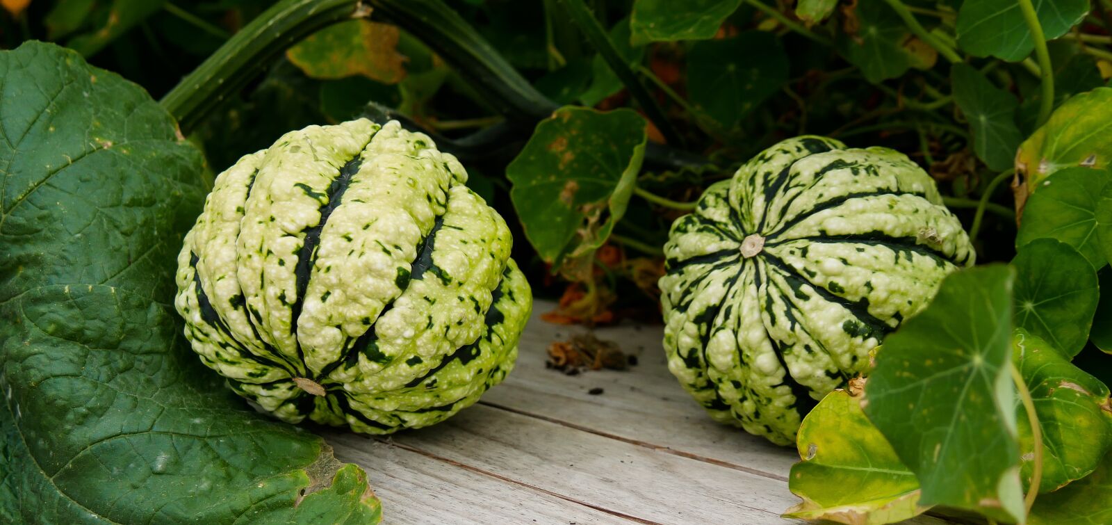 Panasonic DMC-G70 sample photo. Nature, plant, pumpkin photography