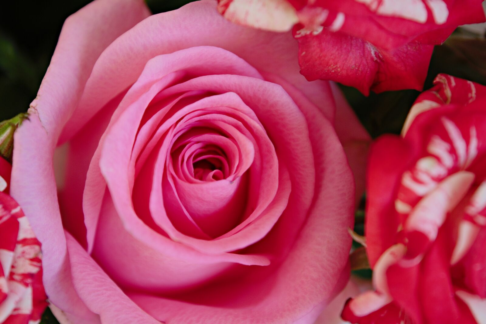 Nikon D5200 sample photo. Rose, pink, flower photography