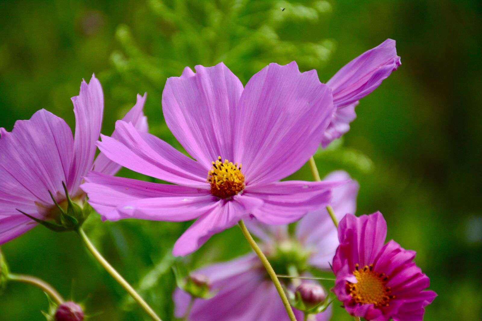 Nikon D7100 sample photo. Purple, cosmos, flower, in photography