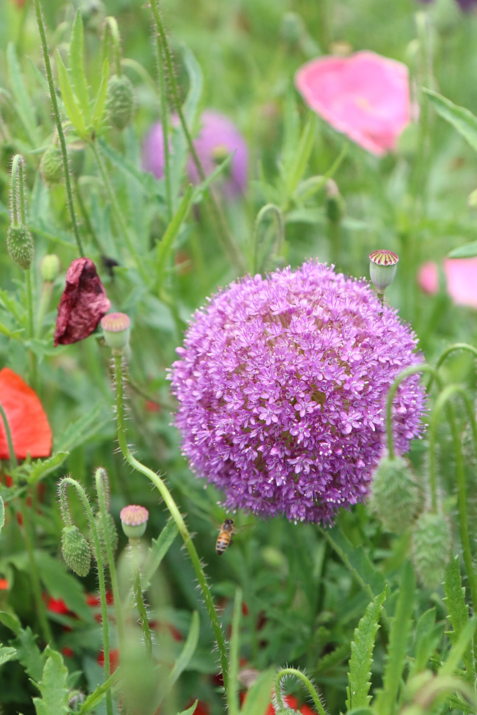 Canon EOS 70D sample photo. Flowers, flower gardens, korean photography