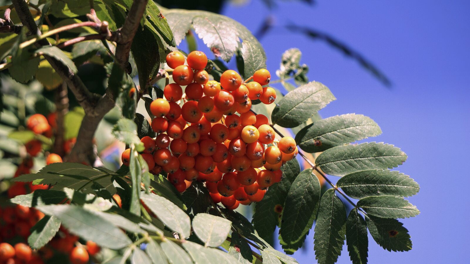 Sony E 55-210mm F4.5-6.3 OSS sample photo. Berries, wild, spring photography
