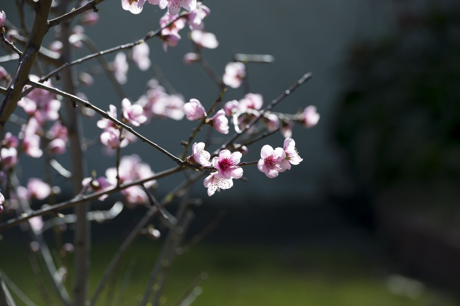 Nikon Df sample photo. Pink, cherry blossom, cherry photography
