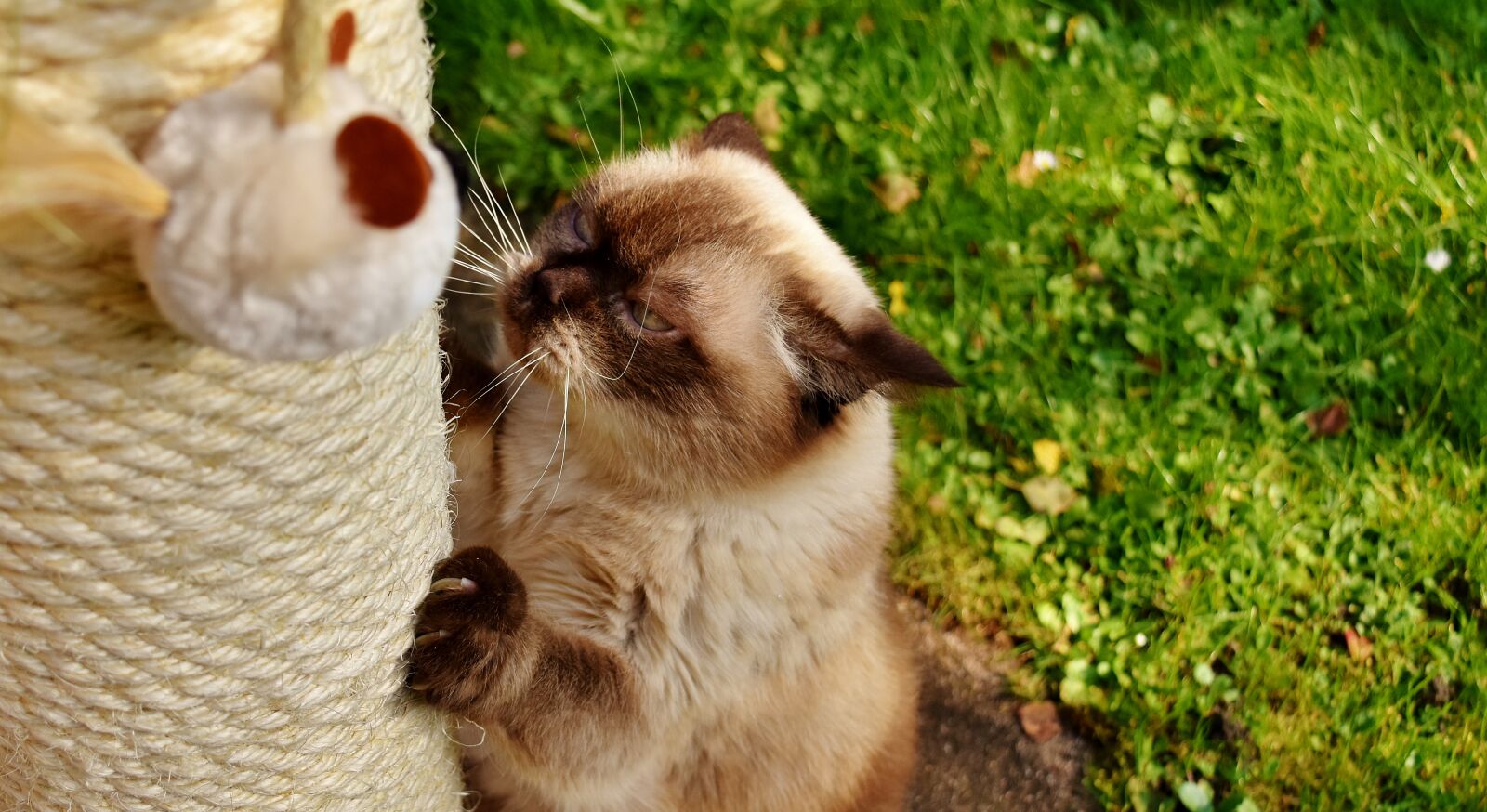 Nikon D7200 sample photo. British shorthair, cat, kratzbaum photography