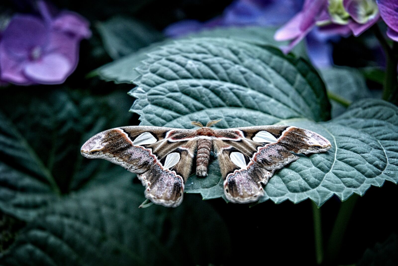 Nikon D80 sample photo. Attacus, atlas, moth photography