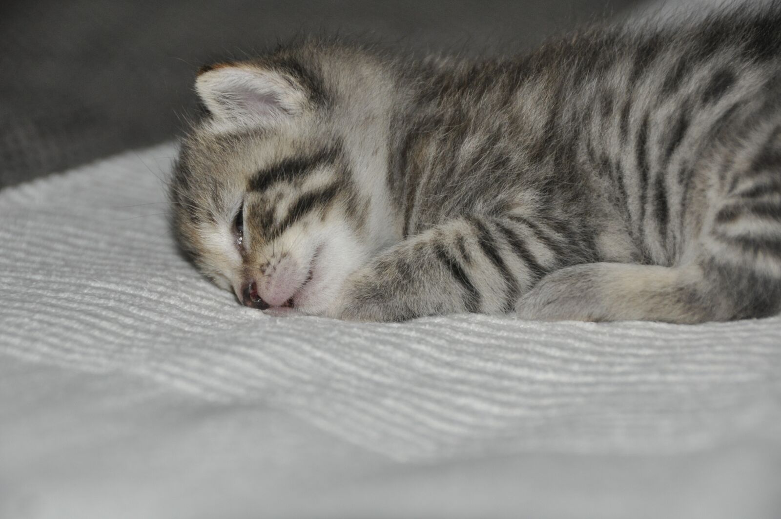 Nikon D90 sample photo. Kitten, young animal, cat photography