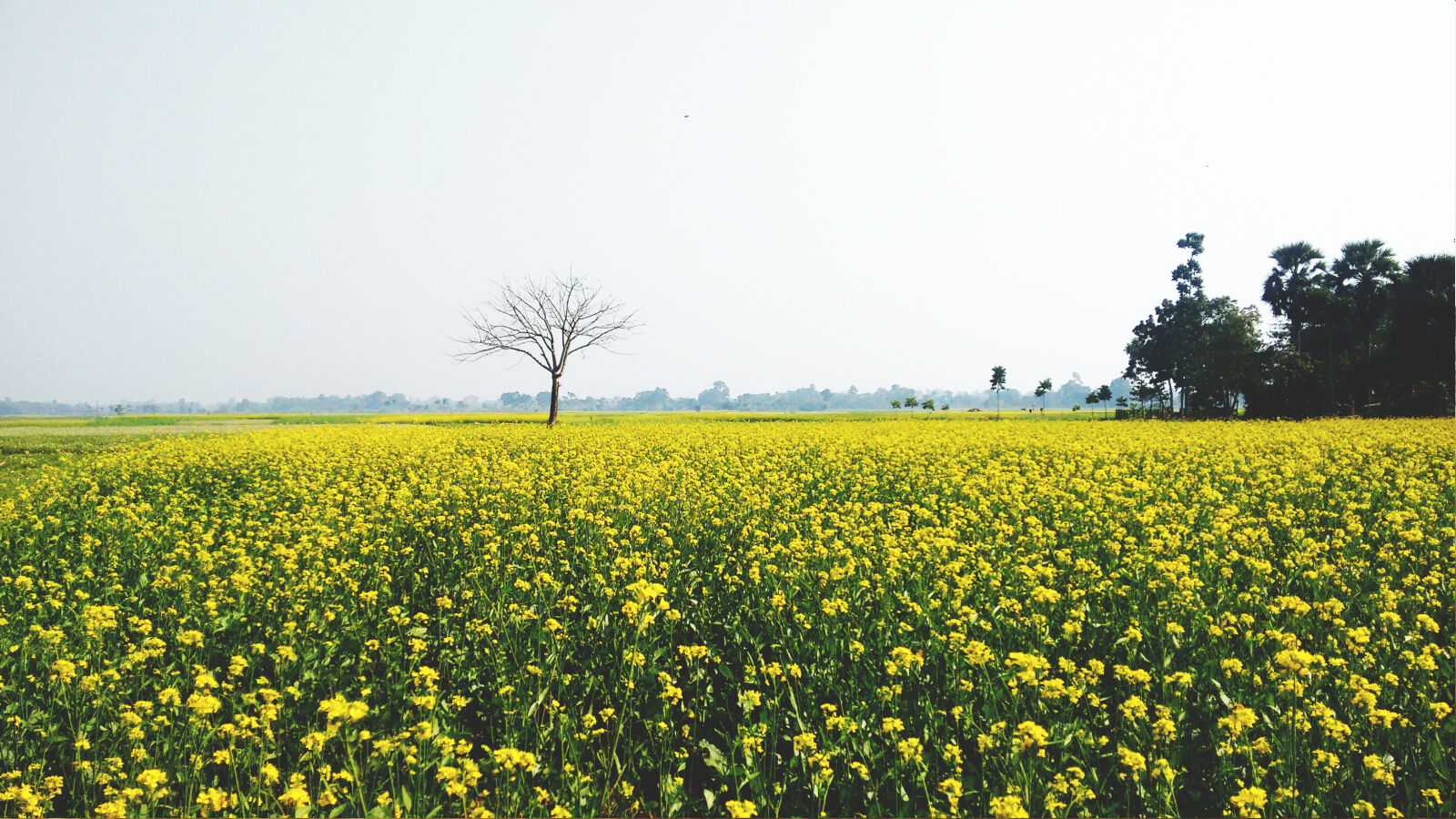 Motorola Moto G (2nd Gen) sample photo. Green, and, yellow, flower photography
