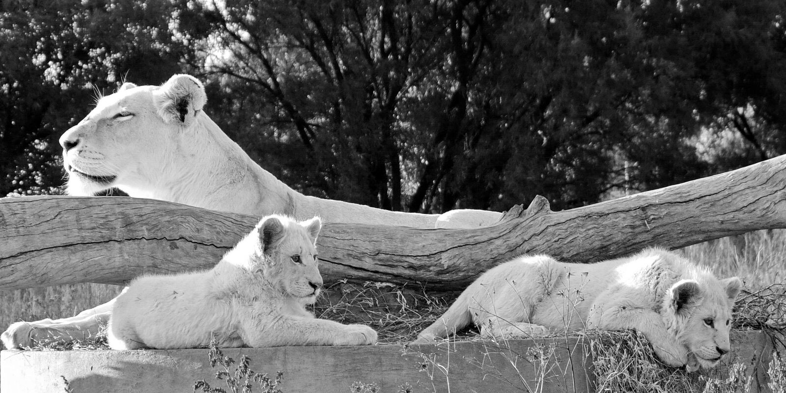 Panasonic DMC-FZ18 sample photo. White lion, lion, lion photography